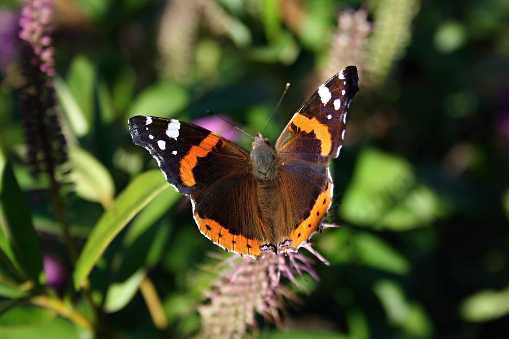 The Spiritual Meaning of the Vanessa Atalanta Butterfly