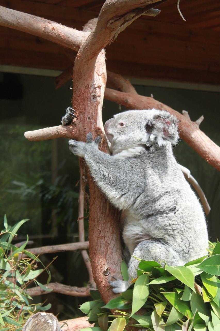 Awakening the Spirit: Koala Bears as Catalysts for Personal Transformation