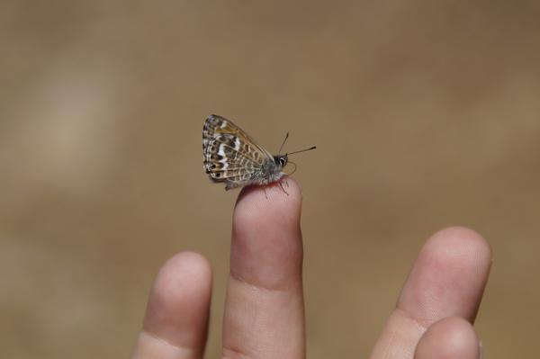 Butterfly Lands on Index Finger Spiritual Meaning
