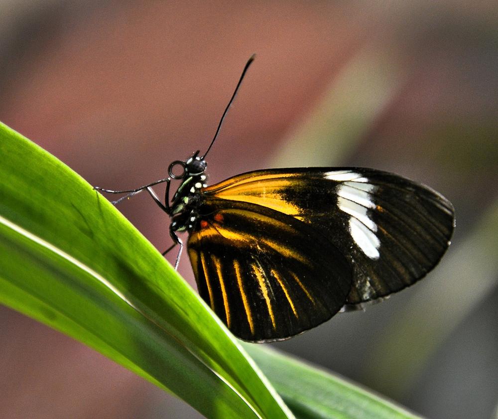 Black and Yellow Butterfly as a Symbol of Soul Awakening