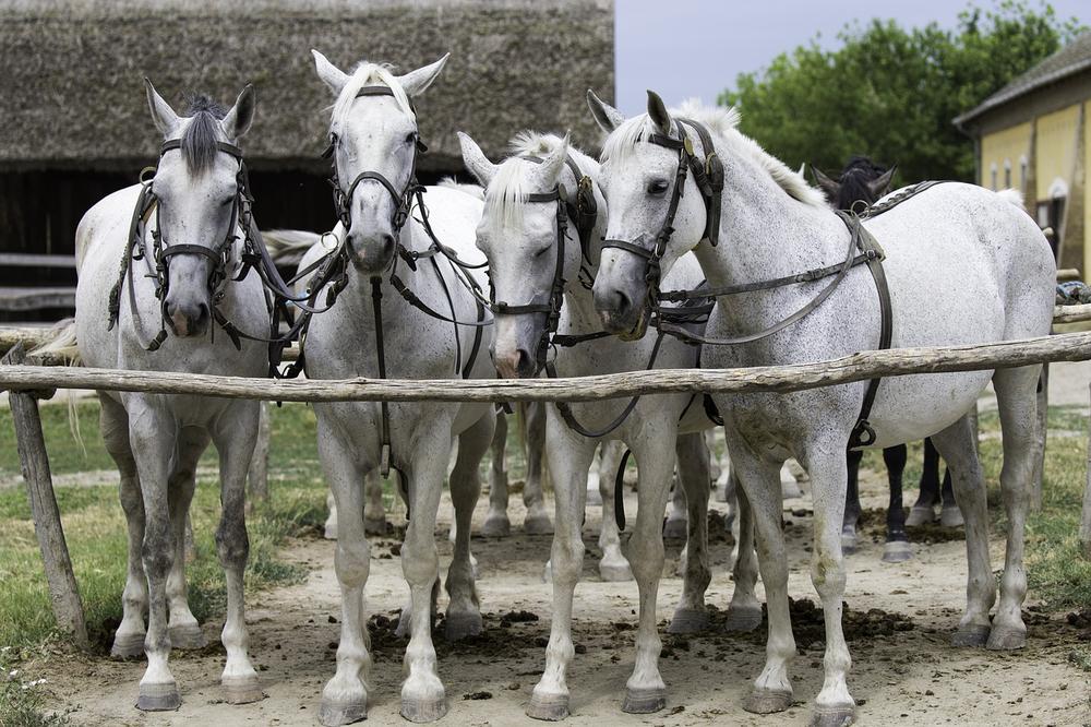 The Power of Six White Horses in Spiritual Traditions