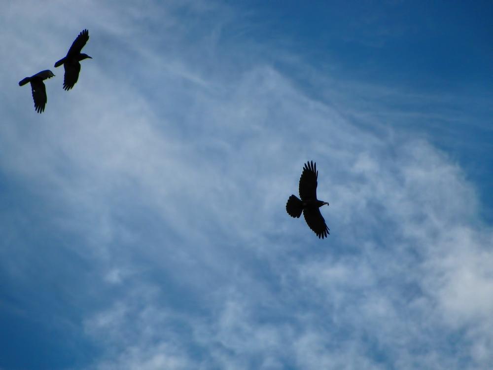Ravens in Mythology and Folklore