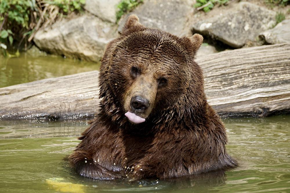 Bear Spirituality and Connection to Nature