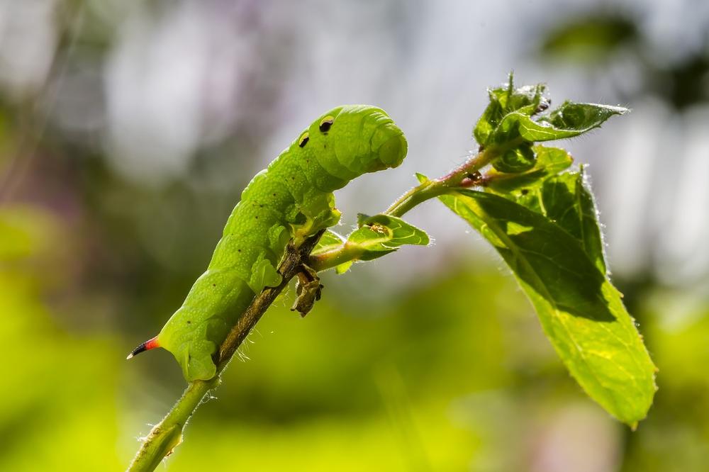 The Spiritual Significance of Caterpillar’s Physical Characteristics