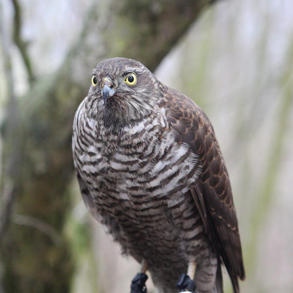 The Empowering Symbolism of Hawk Dreams