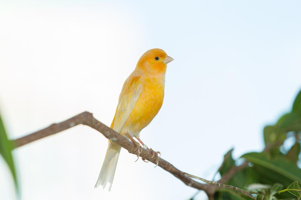The Spiritual Symbolism of Yellow Finches