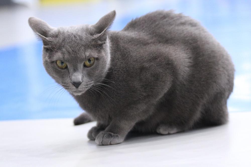 The Enigmatic Encounters and Auspicious Omens of Russian Blue Cats