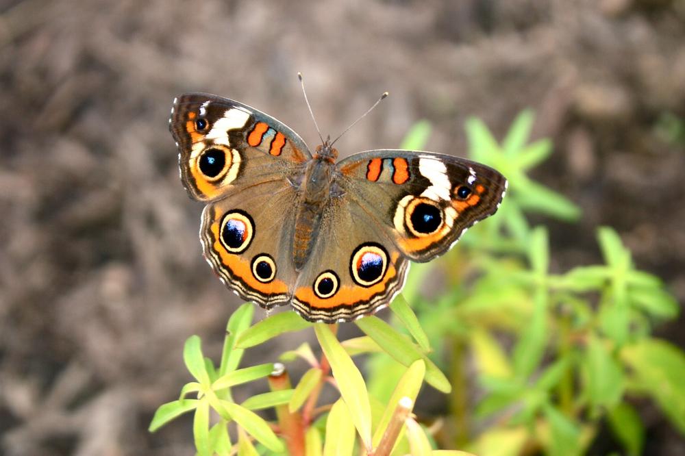 The Significance of the Buckeye Butterfly in Spiritual Beliefs