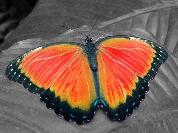 Spiritual Meaning of Butterfly Colors