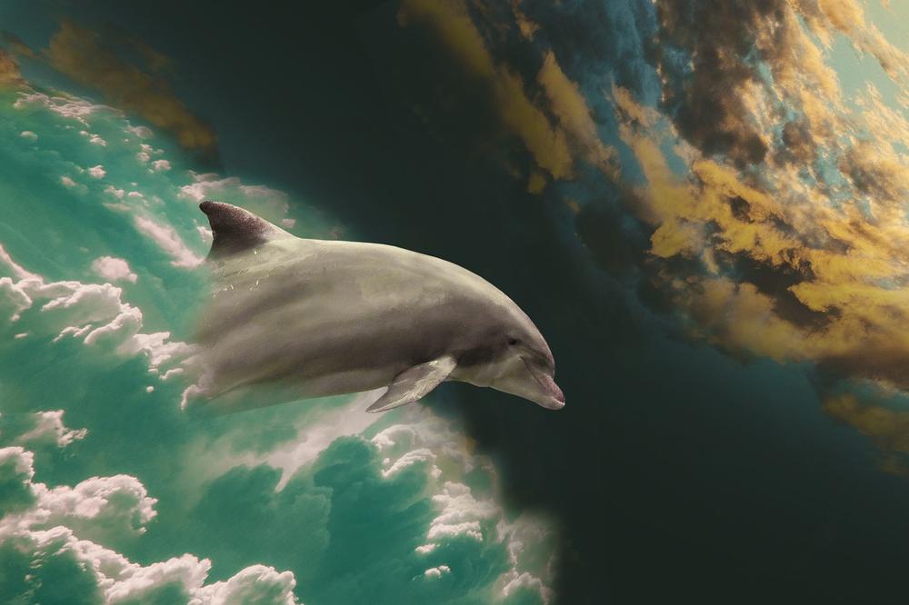 The Twin Flame Connection With Dolphins