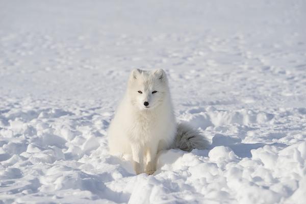 White Fox Spiritual Meaning