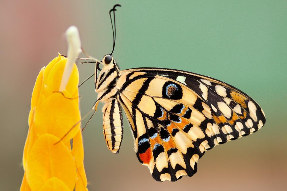 The Symbolism of Butterfly and Moth Cocoons