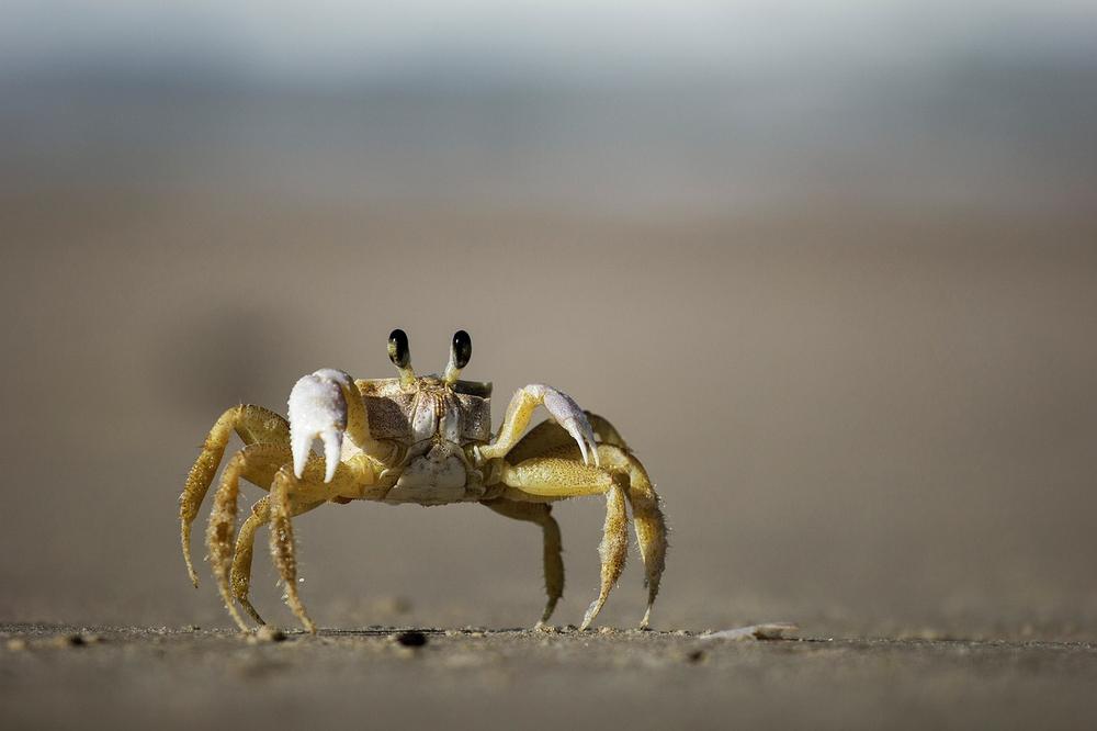 The Powerful Symbolism of Crabs in Mythology and Folklore