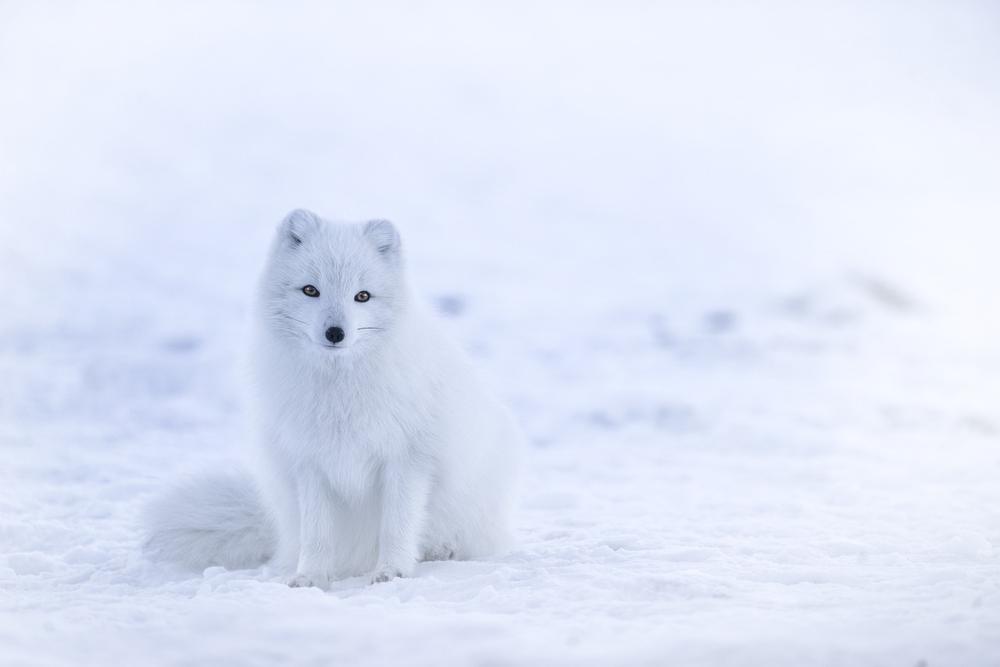 The Symbolism of a White Fox