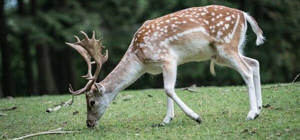 What Is the Spiritual Meaning of Seeing a Deer