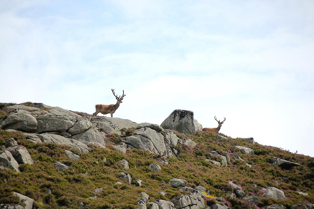 Exploring the Collective Energy of a Deer Herd Dream