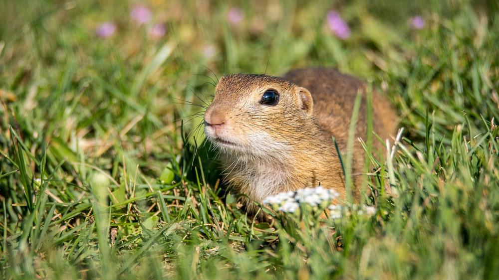 What Is The Spiritual Meaning Of A Gopher? (adaptability)