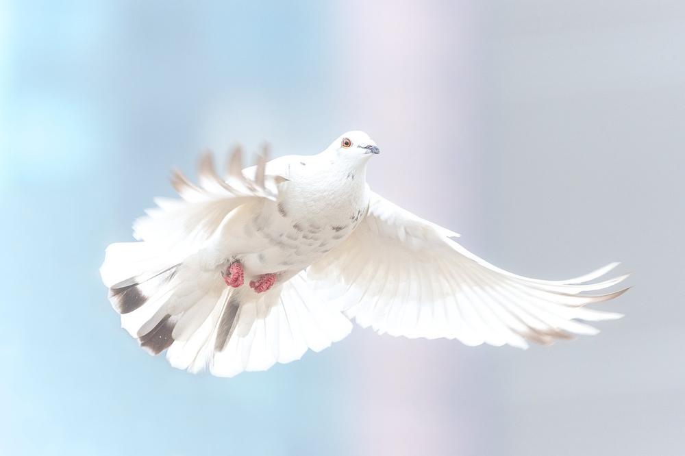 The Dove’s Connection to Love and Devotion