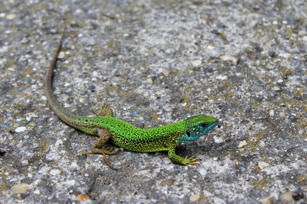 Spiritual Meaning of Seeing a Baby Lizard