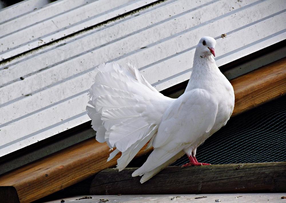 What Does It Mean if a White Dove Flies in Front of You?