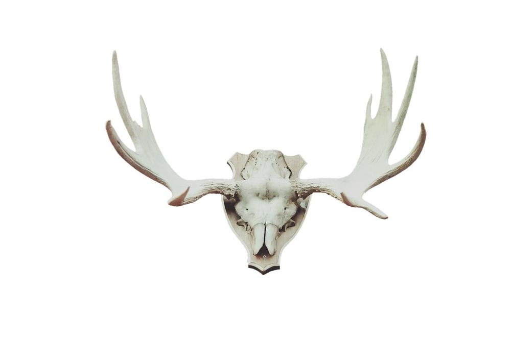 The Profound Spiritual Meanings of Deer Skulls