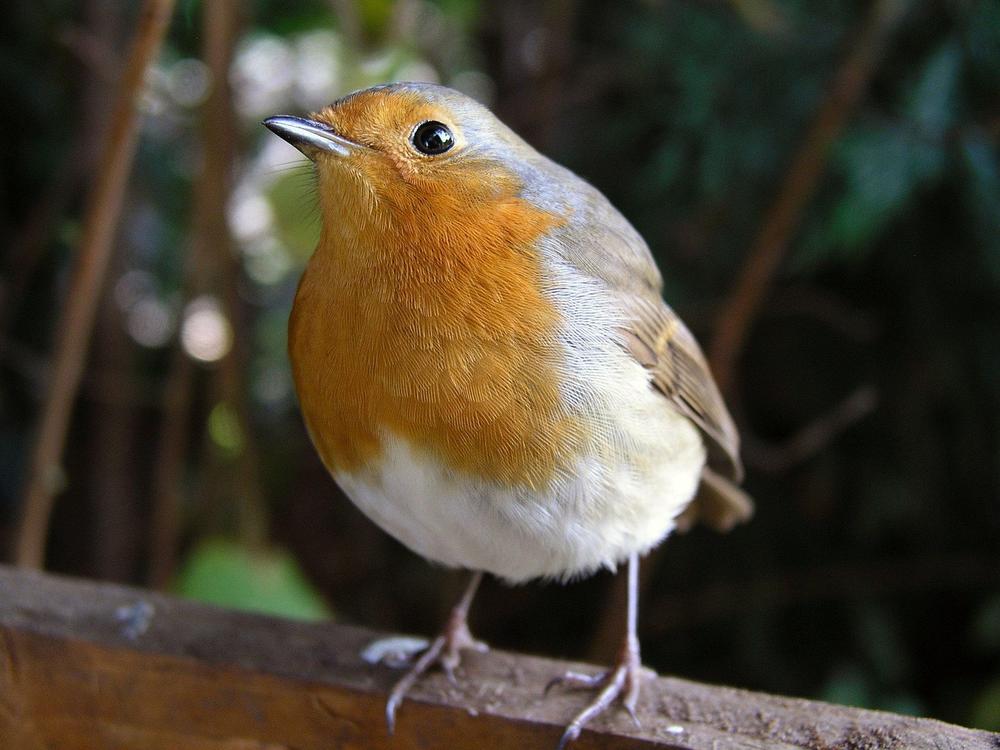 The Multifaceted Symbolism of Robins