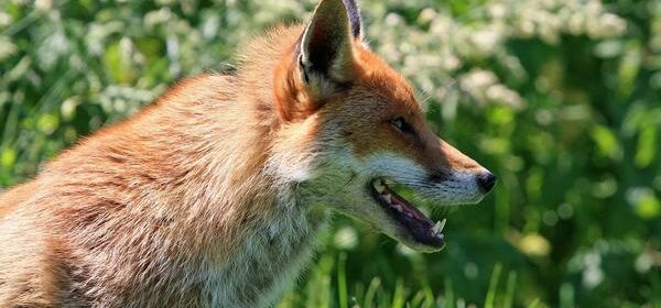 Dead Fox Spiritual Meaning