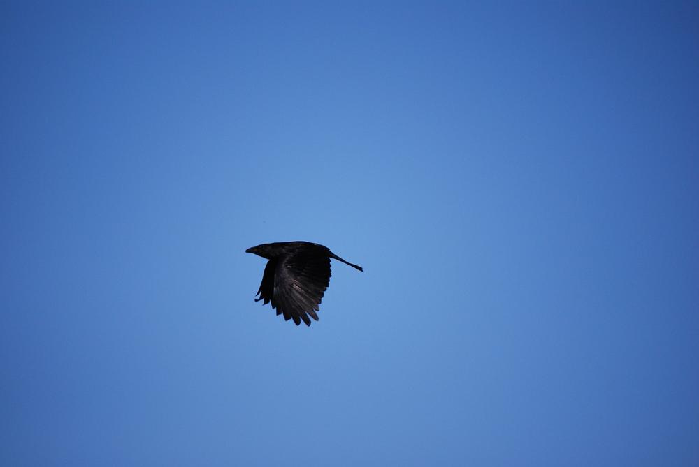 Single Black Crow Meaning