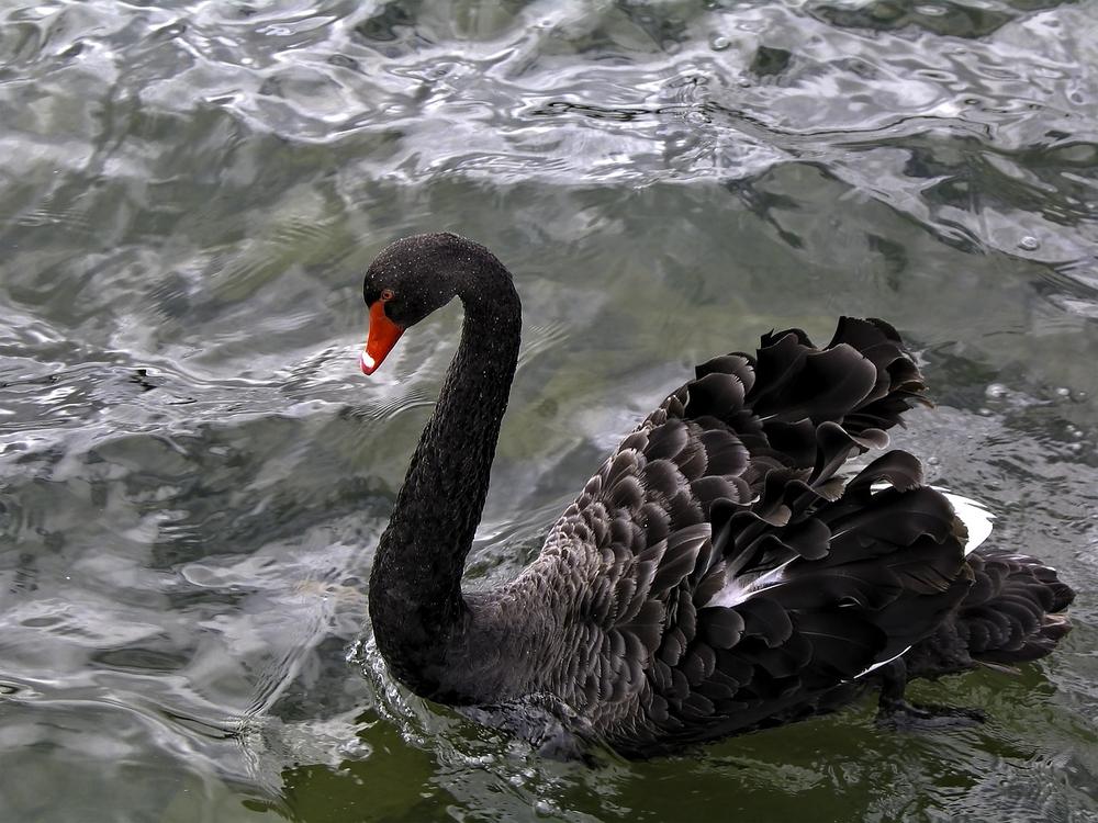 Navigating Life’s Unexpected Turns: Lessons From the Black Swan