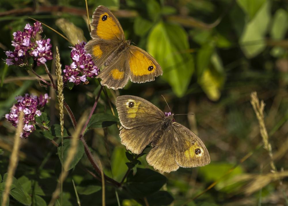 Gatekeeper Butterfly: Nurturing Your Spiritual Journey