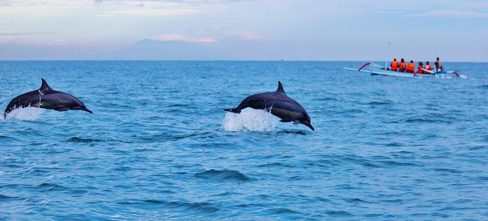 Dolphins as Messengers of God's Unconditional Love