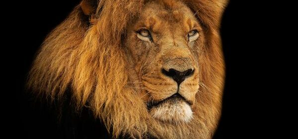 African Spirituality Lion King
