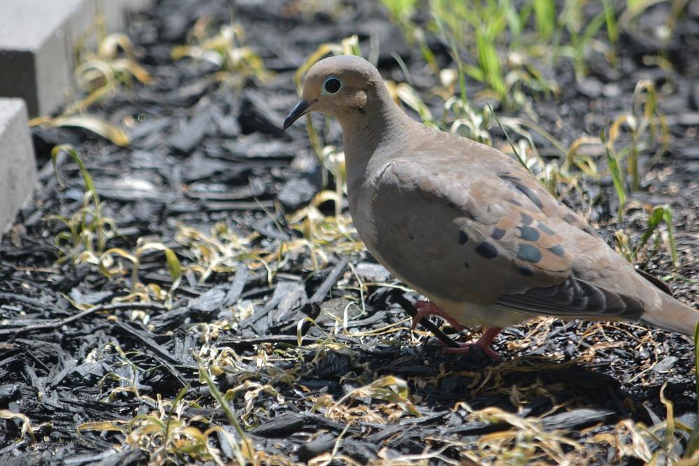 Exploring Life and Death: Mourning Doves in Various Contexts