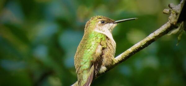 What Is the Spiritual Meaning of Seeing a Hummingbird