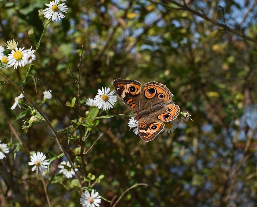 Understanding the Spiritual Meaning of Brown Butterflies