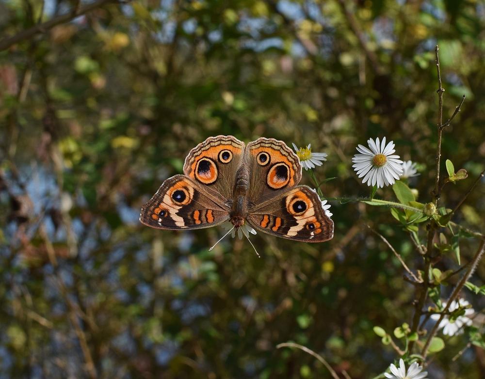 The Role of the Buckeye Butterfly in Native American Culture