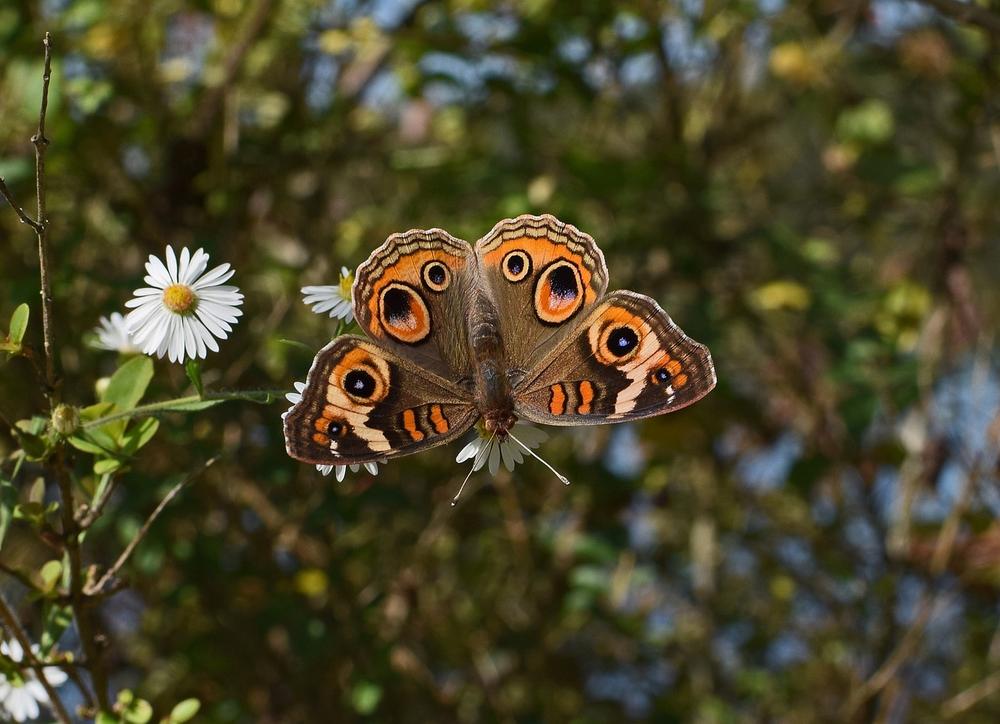 The Role of the Buckeye Butterfly in Native American Culture