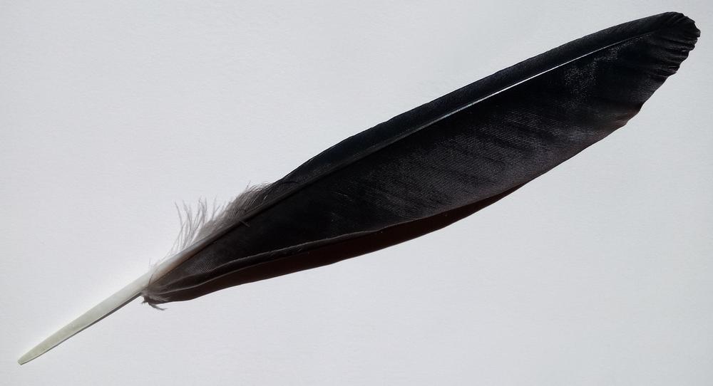 What Do Black Feathers Symbolize in Spirituality?