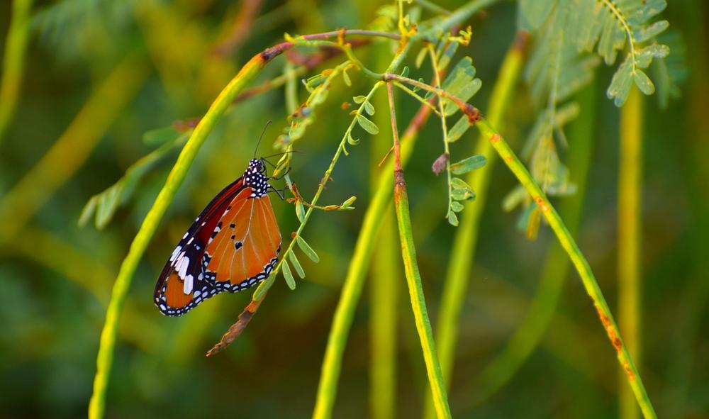 Embracing the Spiritual Wisdom of the Pieridae Butterfly