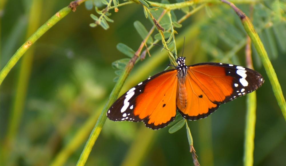 The Significance of the Pieridae Butterfly in Spirituality