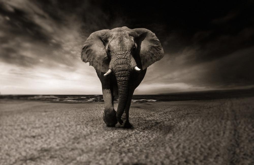 The Symbolic Power and Wisdom of the Elephant Spirit