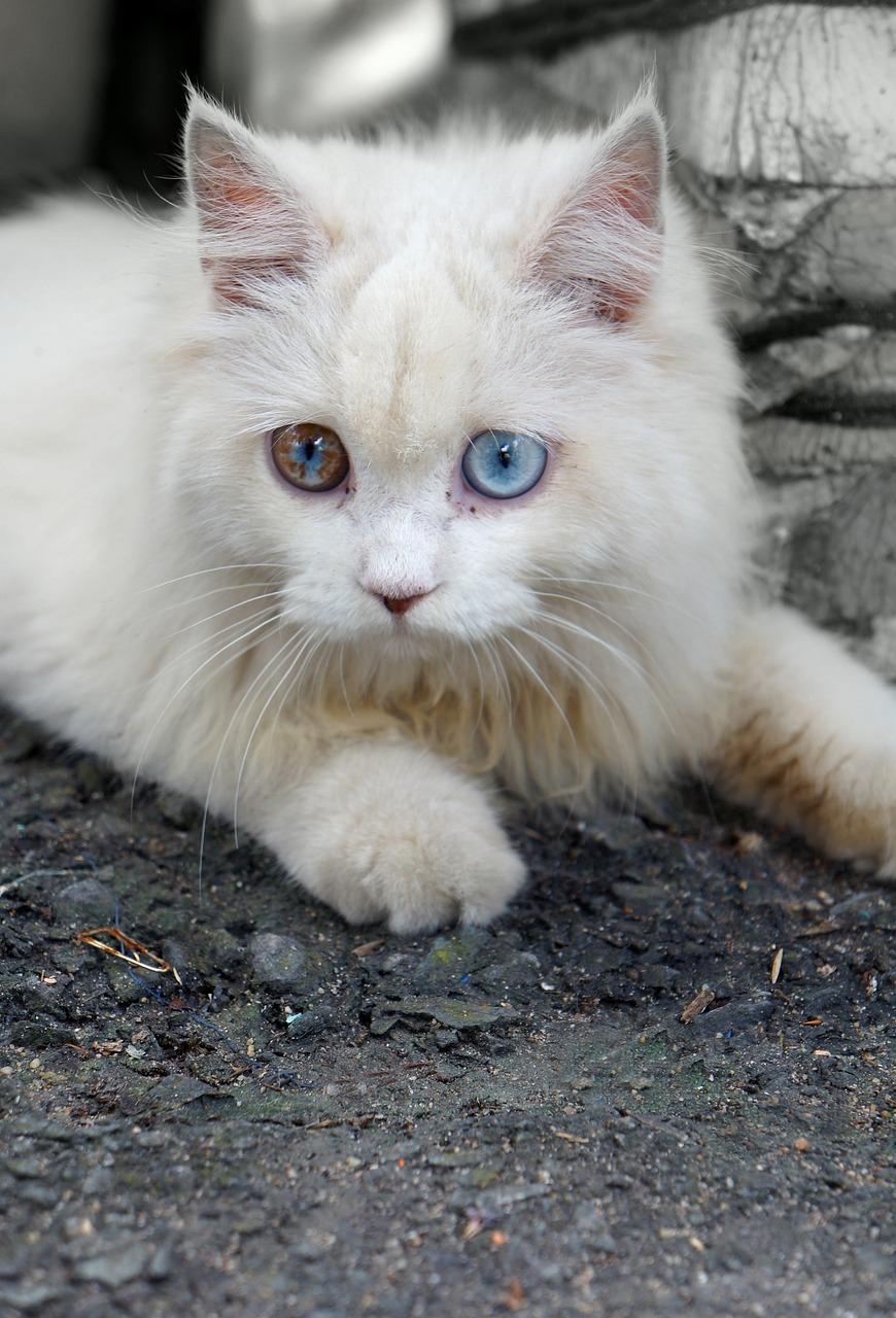 Understanding the Spiritual Significance of a White Cat's Presence