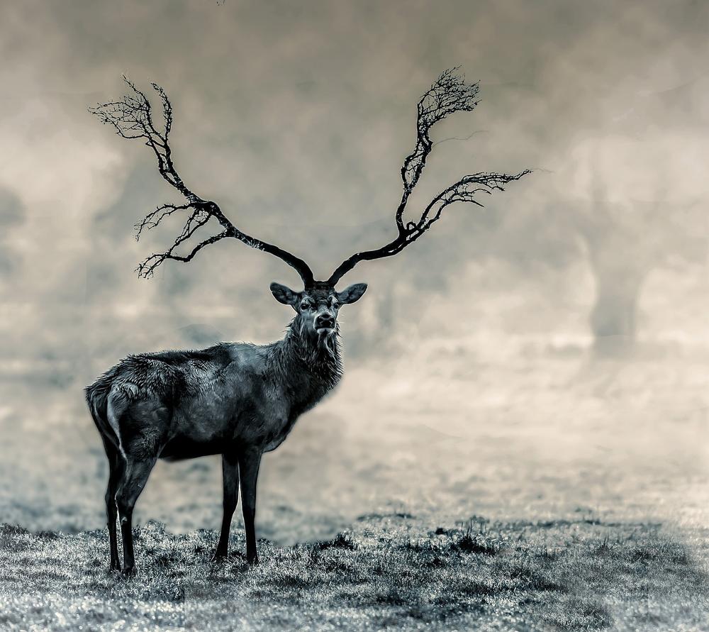 Stag Meaning in Norse Mythology