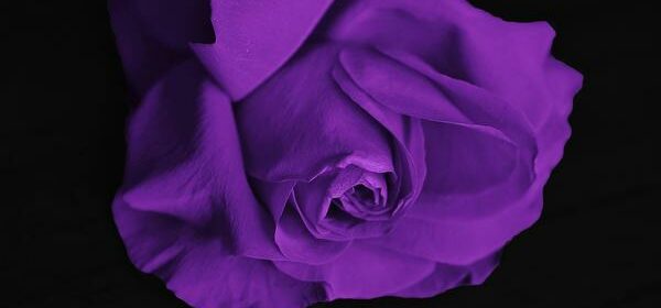 What Is the Spiritual Meaning of a Purple Rose