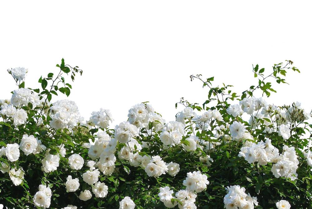 White Roses as a Symbol of New Beginnings