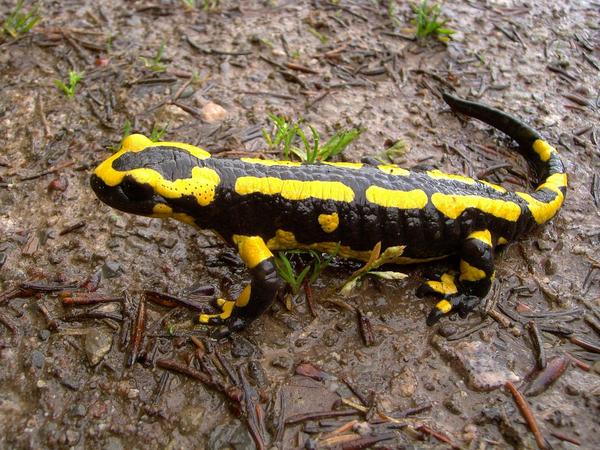 What Is The Spiritual Meaning Of A Salamander? (change)