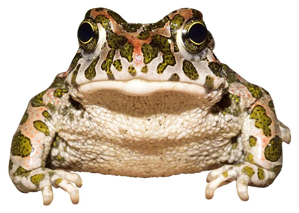 Exploring the Frog Toad Connection in Spirituality