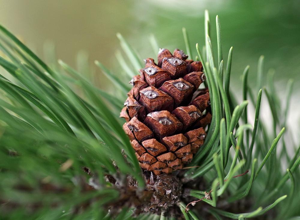 Ancient Pine Cone Symbolism