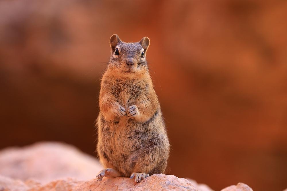 Spiritual Significance of a Chipmunk Sighting