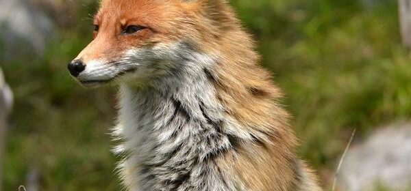 Spiritual Meaning of a Fox